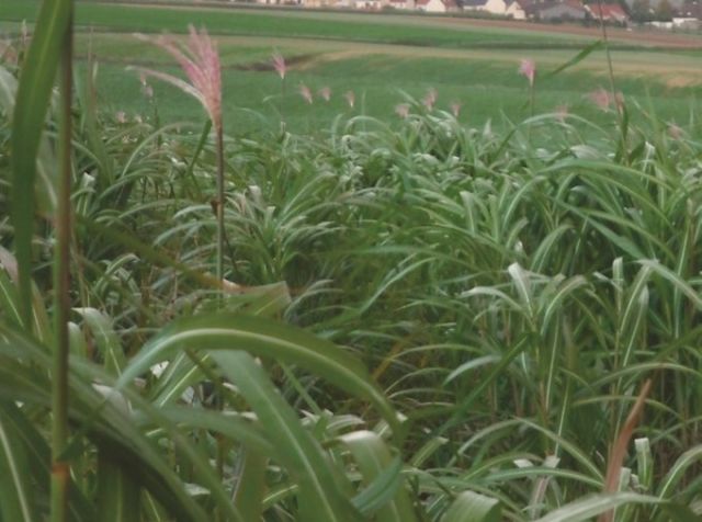 Pourquoi la biomasse ?